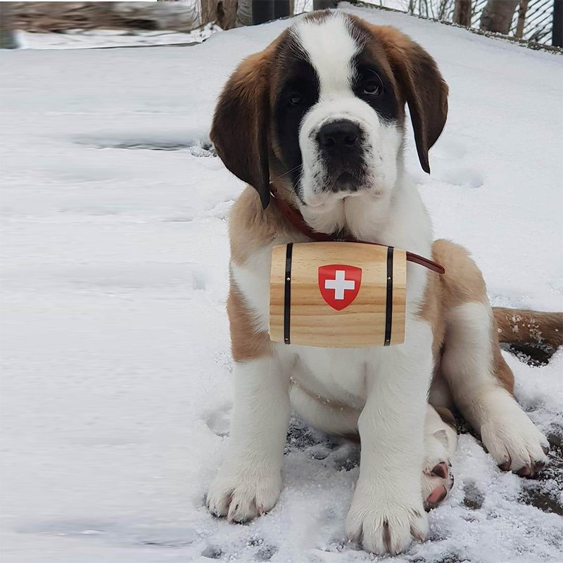 Puppy kegs -natural- with leather collar.